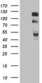 PHF-tau antibody, TA809144, Origene, Western Blot image 