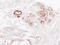 Mucin 6, Oligomeric Mucus/Gel-Forming antibody, LS-C744541, Lifespan Biosciences, Immunohistochemistry paraffin image 