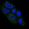 Nerve Growth Factor antibody, GTX03258, GeneTex, Immunocytochemistry image 