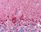Slo1 antibody, TA316944, Origene, Immunohistochemistry paraffin image 