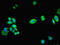 Nephrocystin 1 antibody, orb240013, Biorbyt, Immunofluorescence image 