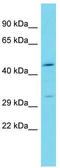 Trophoblast Glycoprotein antibody, TA342297, Origene, Western Blot image 