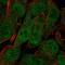 UBX Domain Protein 8 antibody, HPA077538, Atlas Antibodies, Immunofluorescence image 