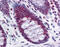 Ribosomal Protein L39 Like antibody, 51-602, ProSci, Immunohistochemistry frozen image 