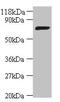 DNA ligase antibody, orb240572, Biorbyt, Western Blot image 