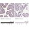 Glutamate Rich 5 antibody, NBP1-93790, Novus Biologicals, Immunohistochemistry paraffin image 
