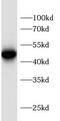 Sulfide Quinone Oxidoreductase antibody, FNab08210, FineTest, Western Blot image 
