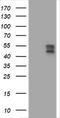 B And T Lymphocyte Associated antibody, TA505518, Origene, Western Blot image 