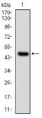 SUMO-conjugating enzyme UBC9 antibody, AM06691SU-N, Origene, Western Blot image 