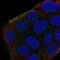 Protein Shroom2 antibody, HPA061435, Atlas Antibodies, Immunocytochemistry image 