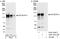 SPIN antibody, A301-331A, Bethyl Labs, Immunoprecipitation image 