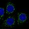 Mitochondrial-processing peptidase subunit beta antibody, PA5-59246, Invitrogen Antibodies, Immunofluorescence image 