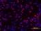 Janus Kinase 1 antibody, AF602, R&D Systems, Immunofluorescence image 