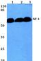 Neurofibromin 1 antibody, PA5-36188, Invitrogen Antibodies, Western Blot image 