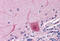 Actin Related Protein 2 antibody, MBS243230, MyBioSource, Immunohistochemistry frozen image 