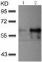 Protein kinase B antibody, TA323435, Origene, Western Blot image 