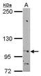 Heat shock 70 kDa protein 4 antibody, PA5-29539, Invitrogen Antibodies, Western Blot image 