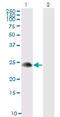 TSC22 Domain Family Member 3 antibody, LS-B4313, Lifespan Biosciences, Western Blot image 