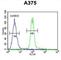 APOBEC1 Complementation Factor antibody, abx025836, Abbexa, Western Blot image 