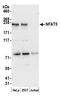 Nuclear factor of activated T-cells 5 antibody, A305-174A, Bethyl Labs, Western Blot image 