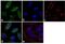 RAB4A, Member RAS Oncogene Family antibody, PA3-912, Invitrogen Antibodies, Immunofluorescence image 