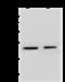 ICA512 antibody, 203653-T40, Sino Biological, Western Blot image 