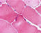 Nucleolar protein 3 antibody, 2081, ProSci, Immunohistochemistry frozen image 