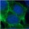 Cadherin 1 antibody, FNab02617, FineTest, Immunofluorescence image 