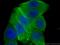 Annexin A2 antibody, 11256-1-AP, Proteintech Group, Immunofluorescence image 