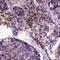 LAD-1 antibody, LS-C382801, Lifespan Biosciences, Immunohistochemistry paraffin image 