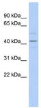 Wnt Family Member 2 antibody, TA329906, Origene, Western Blot image 