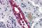 Aquaporin 2 antibody, GTX85895, GeneTex, Immunohistochemistry paraffin image 