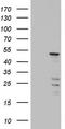 Keratin 20 antibody, CF802659, Origene, Western Blot image 