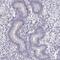 Coiled-Coil Domain Containing 136 antibody, NBP2-58816, Novus Biologicals, Immunohistochemistry paraffin image 