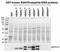 Siah E3 Ubiquitin Protein Ligase 1 antibody, TA336573, Origene, Western Blot image 