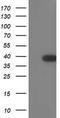 Translocase Of Outer Mitochondrial Membrane 34 antibody, TA503222, Origene, Western Blot image 