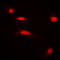 Histone H3 antibody, LS-C356101, Lifespan Biosciences, Immunofluorescence image 