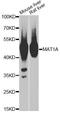 Methionine Adenosyltransferase 1A antibody, A2630, ABclonal Technology, Western Blot image 