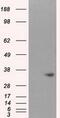 Nitrilase homolog 1 antibody, GTX84042, GeneTex, Western Blot image 