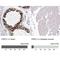 PSP1 antibody, NBP1-83801, Novus Biologicals, Immunohistochemistry paraffin image 
