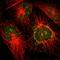 Neuroguidin antibody, HPA000944, Atlas Antibodies, Immunofluorescence image 