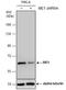 Malic Enzyme 1 antibody, NBP2-43710, Novus Biologicals, Western Blot image 