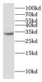 Endoplasmic Reticulum-Golgi Intermediate Compartment 1 antibody, FNab02839, FineTest, Western Blot image 