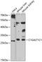 C1GALT1-specific chaperone 1 antibody, 23-046, ProSci, Western Blot image 