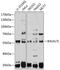 Beta 3-Glucosyltransferase antibody, 23-774, ProSci, Western Blot image 