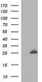 ER Membrane Protein Complex Subunit 8 antibody, TA507066BM, Origene, Western Blot image 