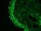 Lamin A/C antibody, NBP1-97687, Novus Biologicals, Immunohistochemistry paraffin image 