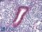 Forkhead box protein N1 antibody, LS-B4832, Lifespan Biosciences, Immunohistochemistry paraffin image 