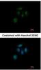 ZFP69 Zinc Finger Protein antibody, NBP2-21036, Novus Biologicals, Immunocytochemistry image 