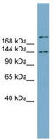 Mitogen-activated protein kinase-binding protein 1 antibody, TA333857, Origene, Western Blot image 